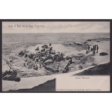 LOBOS MARINOS PATAGONIA ANTIGUA TARJETA POSTAL